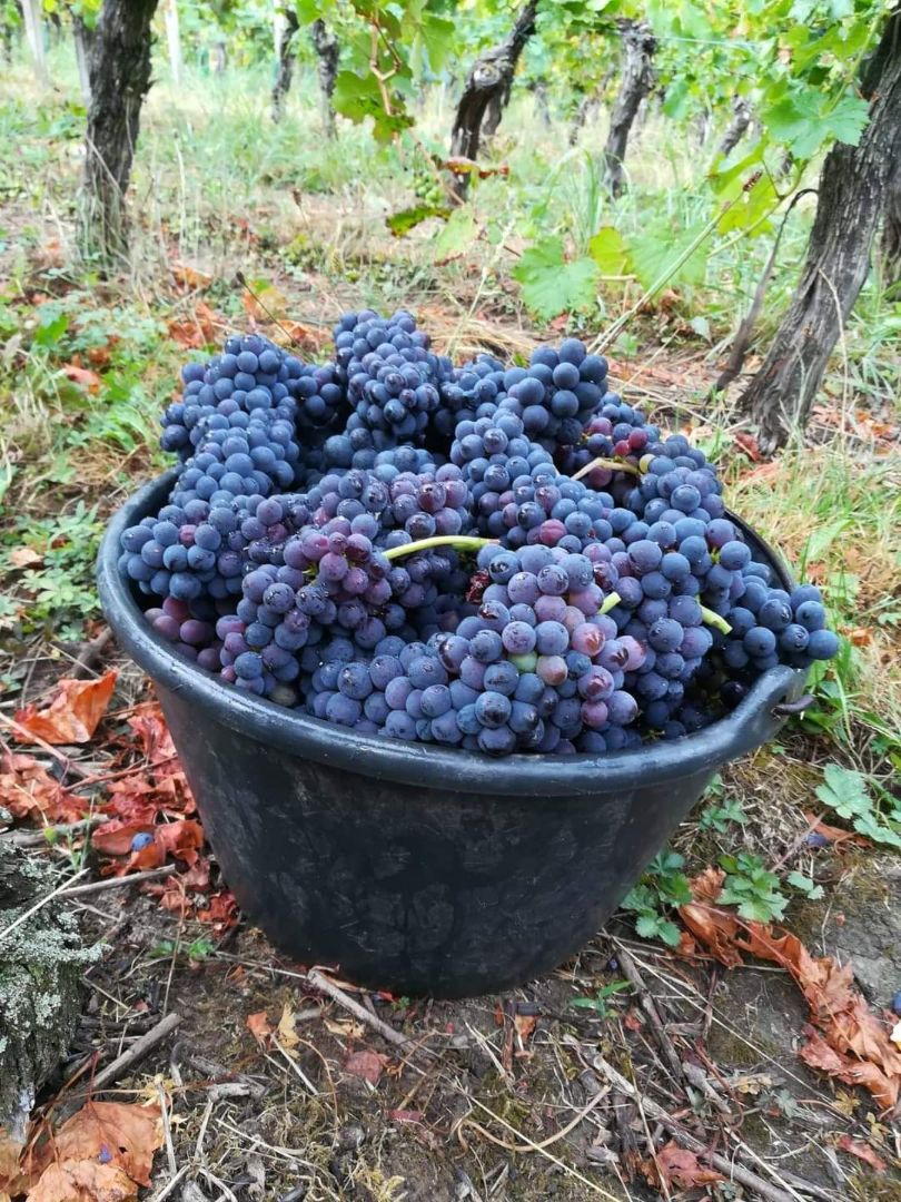 Les vins Finck font leur propre récolte à Goxwiller sceau de raisins dans le vignobles alsaciens